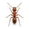ants