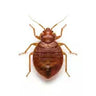 Bed bugs
