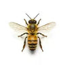 wasps