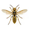Hornets
