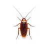 cockroaches