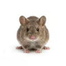 Mice