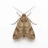 moths