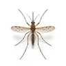 Mosquitoes