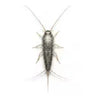 Silverfish