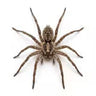 Spiders