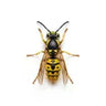 bees